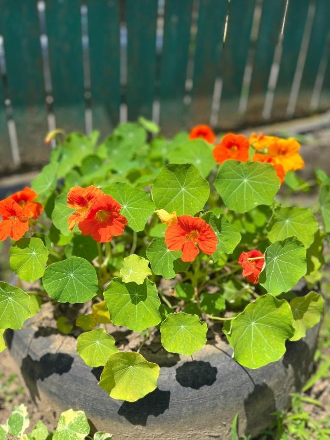 Willa Sunshine House Kutaisi Zewnętrze zdjęcie